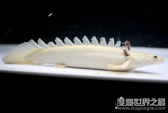 凶悍的观赏鱼虎纹恐龙王鱼，是现存最漂亮的活化石