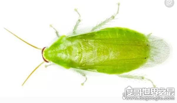 世界上最干净的蟑螂,古巴蟑螂(全身呈绿色只吃素)