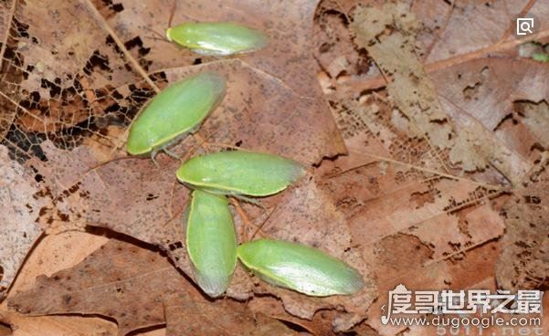 世界上最干净的蟑螂,古巴蟑螂(全身呈绿色只吃素)