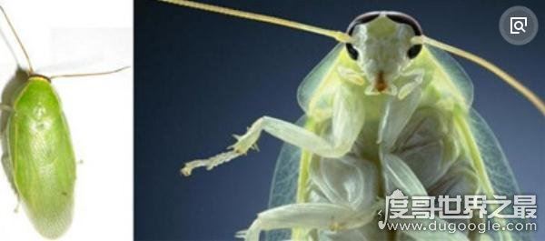 世界上最干净的蟑螂，古巴蟑螂(全身呈绿色只吃素)