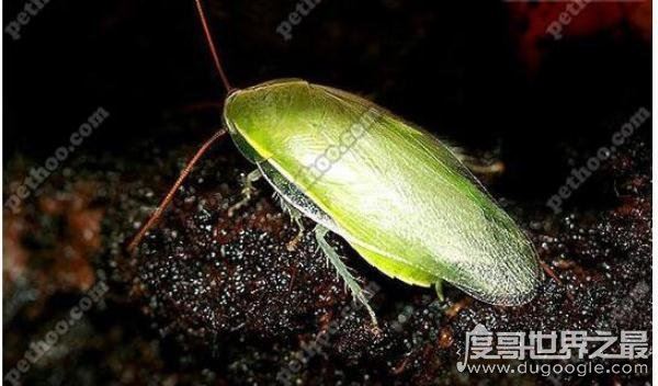 世界上最干净的蟑螂，古巴蟑螂(全身呈绿色只吃素)