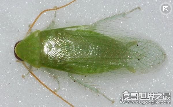 世界上最干净的蟑螂，古巴蟑螂(全身呈绿色只吃素)