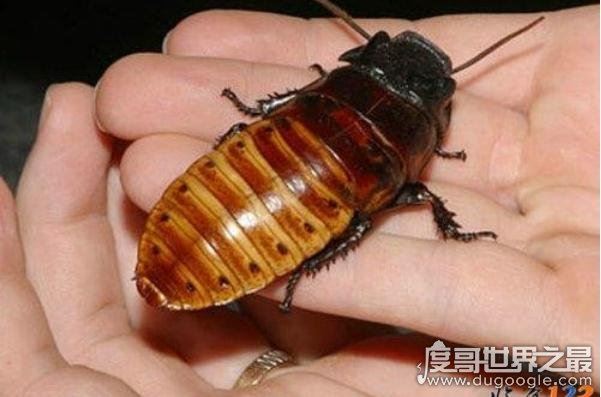 世界上最干净的蟑螂，古巴蟑螂(全身呈绿色只吃素)