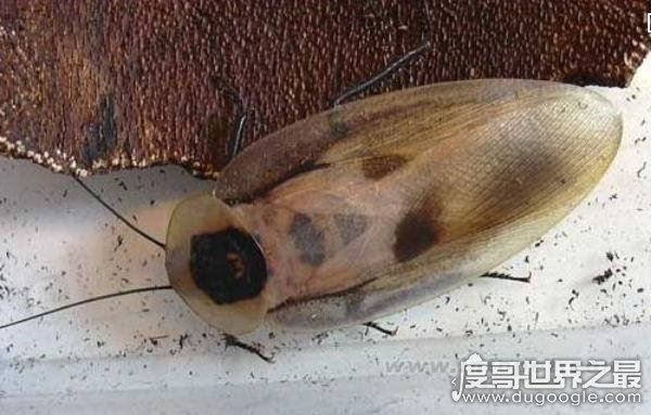 世界上最干净的蟑螂，古巴蟑螂(全身呈绿色只吃素)