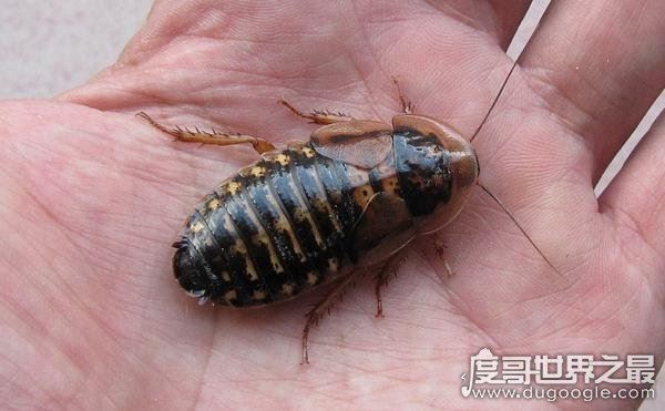 世界上最干净的蟑螂，古巴蟑螂(全身呈绿色只吃素)