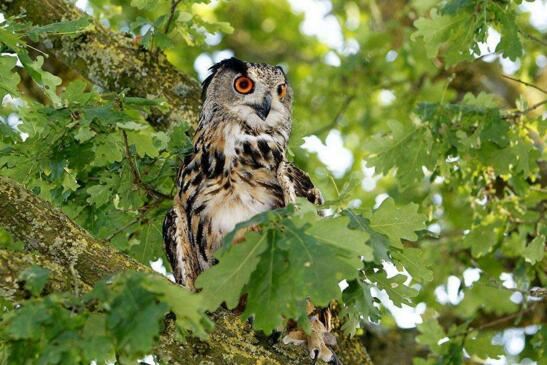 神秘生物鸮人目击事件，揭开鸮人的真实面目