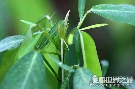 跳舞草视频，跳舞草为什么会跳舞(凄美传说花语)