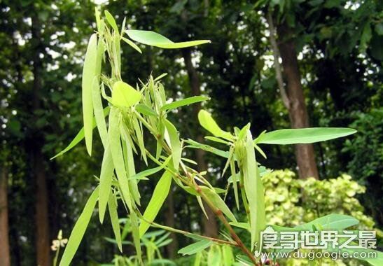 跳舞草视频,跳舞草为什么会跳舞(凄美传说花语)