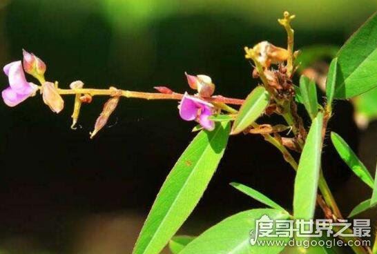 跳舞草视频，跳舞草为什么会跳舞(凄美传说花语)