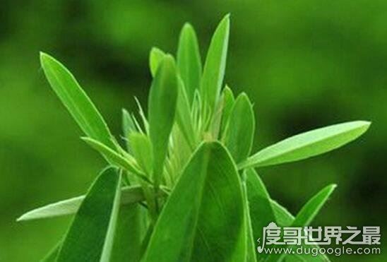 跳舞草视频，跳舞草为什么会跳舞(凄美传说花语)