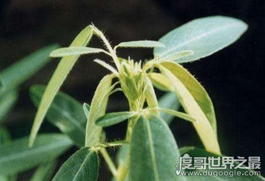 跳舞草视频,跳舞草为什么会跳舞(凄美传说花语)