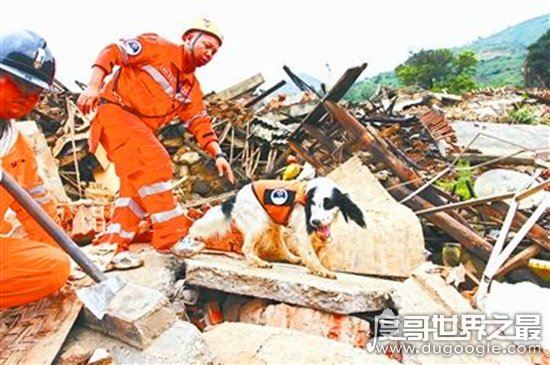 地震搜救犬全部处死,为某个神秘人物陪葬(谣言不可信!!)