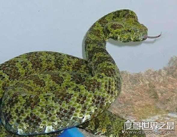 比熊猫都稀有的莽山烙铁头蛇,是世界最大毒蛇种(内附视频)