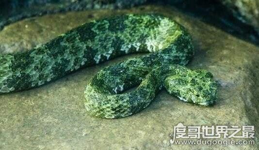 比熊猫都稀有的莽山烙铁头蛇,是世界最大毒蛇种(内附视频)