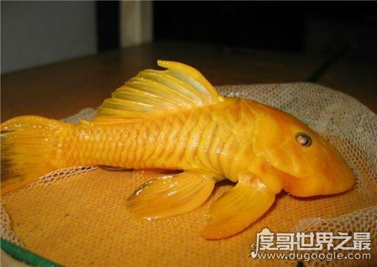 24k黄金达摩,一种比黄金还要贵重的鱼(身价过万)