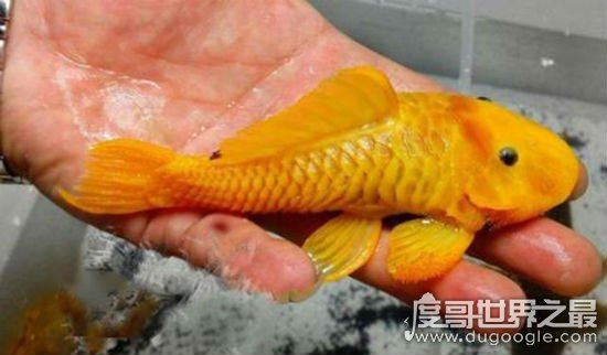 24k黄金达摩，一种比黄金还要贵重的鱼(身价过万)