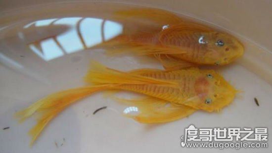 24k黄金达摩，一种比黄金还要贵重的鱼(身价过万)