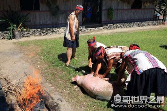 农村杀猪视频大全，没想到杀猪图片居然是这样的