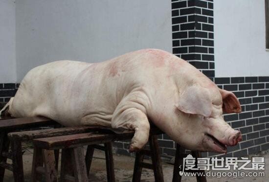 农村杀猪视频大全，没想到杀猪图片居然是这样的