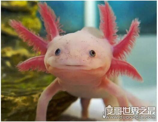 蝾螈有毒吗，是有毒的(它们含有致命的河豚毒素)