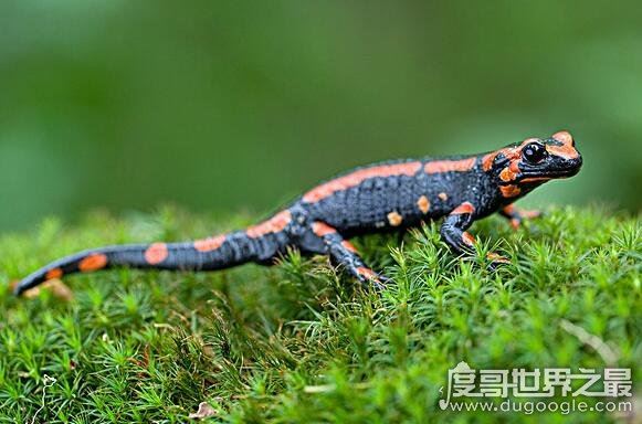 蝾螈有毒吗，是有毒的(它们含有致命的河豚毒素)