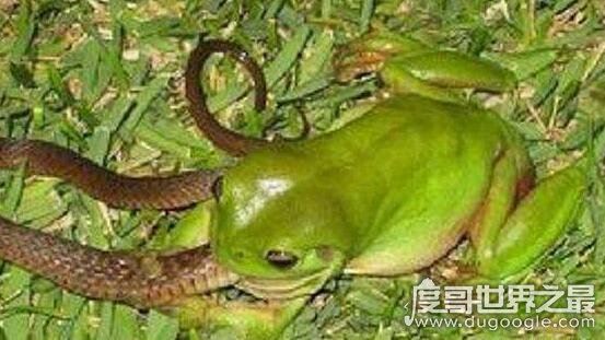 最爱吃毒蛇的食蛇蛙,不超过3斤的它可以捕食160斤以内的毒蛇