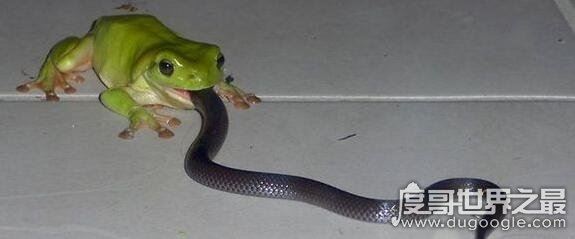 最爱吃毒蛇的食蛇蛙，不超过3斤的它可以捕食160斤以内的毒蛇