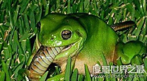最爱吃毒蛇的食蛇蛙，不超过3斤的它可以捕食160斤以内的毒蛇