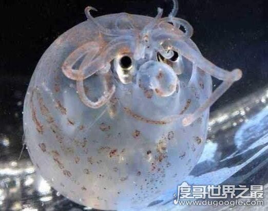 可爱小猪章鱼图片，浑身透明会发光的微笑萌物