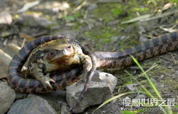 最爱吃毒蛇的食蛇蛙，不超过3斤的它可以捕食160斤以内的毒蛇