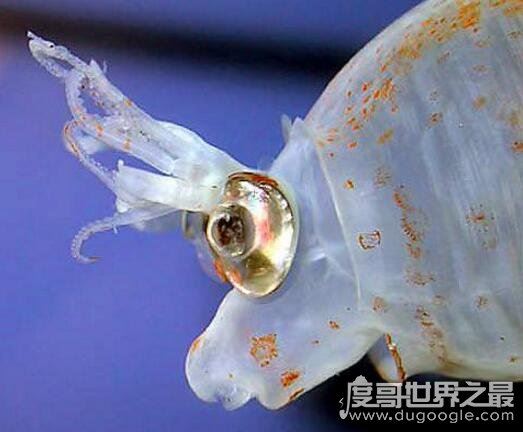 可爱小猪章鱼图片，浑身透明会发光的微笑萌物