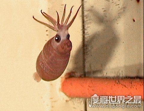 可爱小猪章鱼图片，浑身透明会发光的微笑萌物