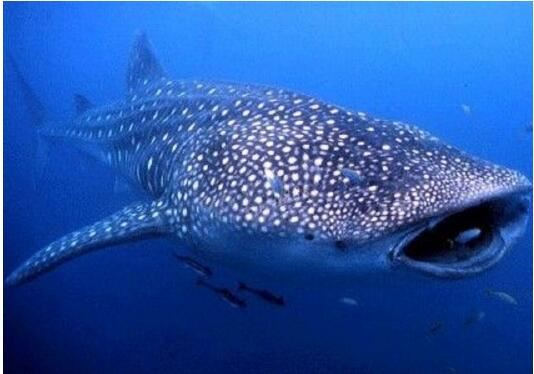 世界上最大的鱼类,鲸鲨(最长达20米/重13吨)