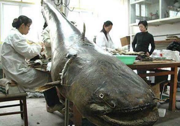世界上最大的鱼类,鲸鲨(最长达20米/重13吨)