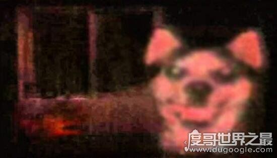 微笑狗恐怖图片什么原理，看一眼就会让人十分难受(smile.jpg)
