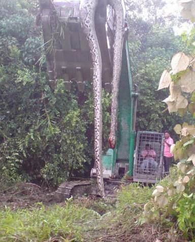 修高速挖出18米大蛇，司机离奇死亡（奇闻怪事）