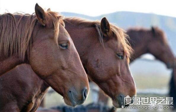 马是怎么睡觉的?站着睡觉一天能睡73次(每次不超过5分钟)