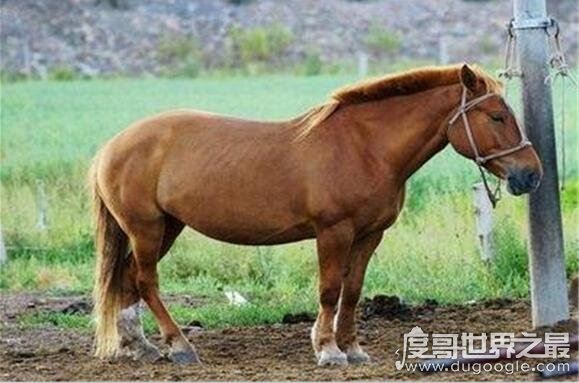 马是怎么睡觉的？站着睡觉一天能睡73次(每次不超过5分钟)