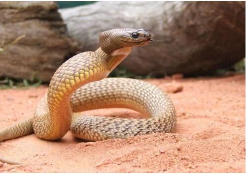 世界十大名蛇，世界上最出名的10种蛇(眼镜蛇科占一半)