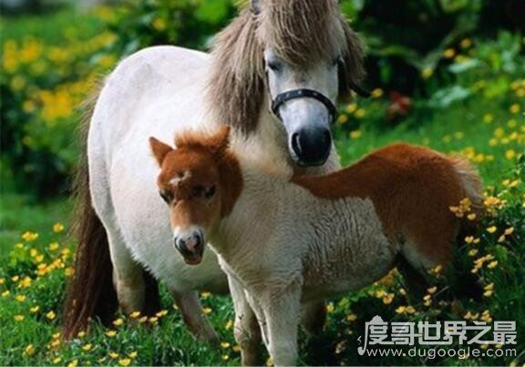 马是怎么睡觉的？站着睡觉一天能睡73次(每次不超过5分钟)