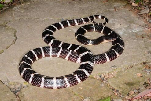 世界十大名蛇，世界上最出名的10种蛇(眼镜蛇科占一半)