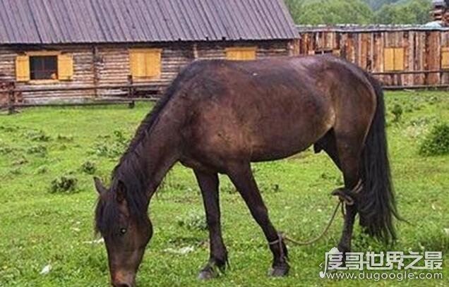 马是怎么睡觉的?站着睡觉一天能睡73次(每次不超过5分钟)