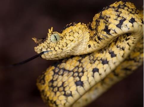 世界十大名蛇，世界上最出名的10种蛇(眼镜蛇科占一半)