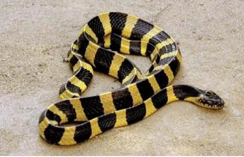 世界十大名蛇，世界上最出名的10种蛇(眼镜蛇科占一半)