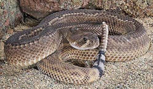 世界十大名蛇，世界上最出名的10种蛇(眼镜蛇科占一半)