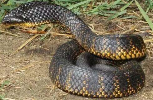 世界十大名蛇，世界上最出名的10种蛇(眼镜蛇科占一半)