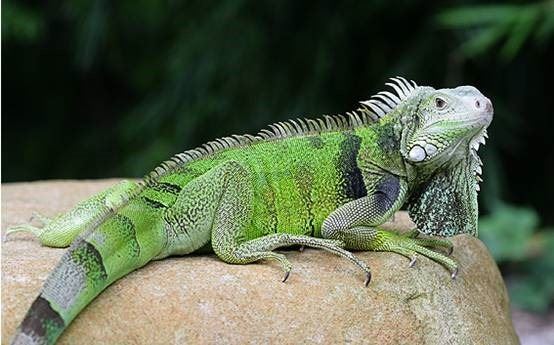 世界十大奇异宠物，家里的蟑螂当宠物养(不缺菜吃了)