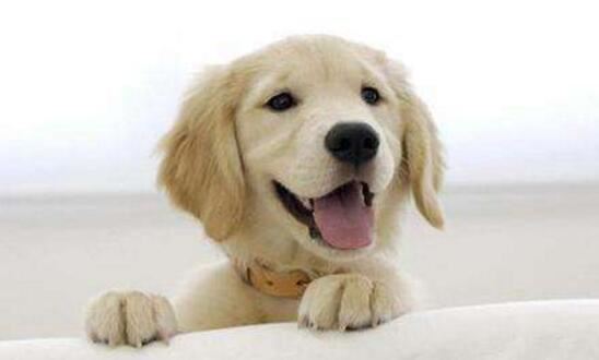 世界上寿命最长的狗活30年，狗的寿命平均在9-15岁间