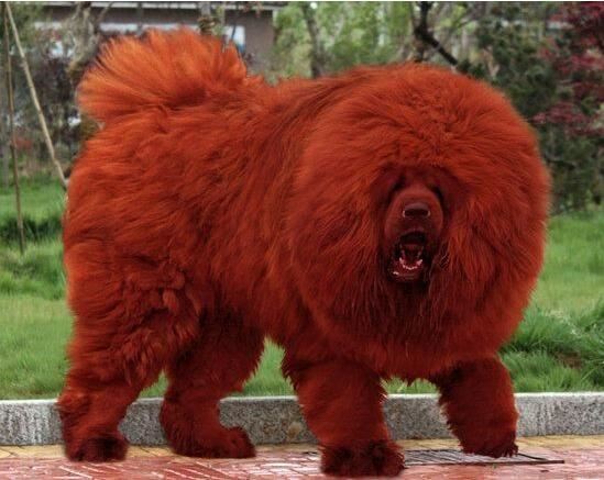 世界上寿命最长的狗活30年，狗的寿命平均在9-15岁间