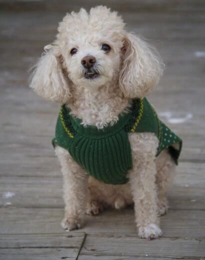 世界上寿命最长的狗活30年,狗的寿命平均在9-15岁间